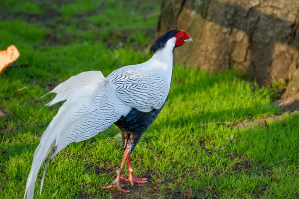 Bird Several Colours Selective Focus Sunlight — Stock Photo, Image