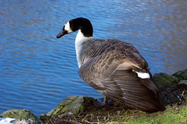 Photo Bird Several Colours Cold Colours Sunlight — Stock Photo, Image