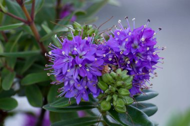 Seçici odaklı bir çiçeğin fotoğrafı, soğuk renkler ve güneş ışığı.