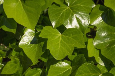 Birçok yeşil yaprak (güneş ve gölge) ve güneş ışığı vardır..