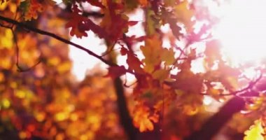 Ağaç dallarına güneş ışınlarıyla yaklaşmak güzel bir sonbahar bahçesi ya da milyonlarca tonu kırmızı ve turuncu olan bir park. Tonlu video. Prores 422