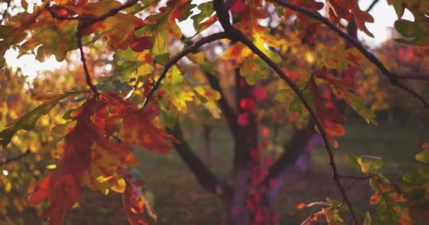 Gouden herfst met kleurrijke bomen met meerdere kleuren tinten van verbazingwekkende tuin. Getinte beelden. Prores 422 — Stockvideo