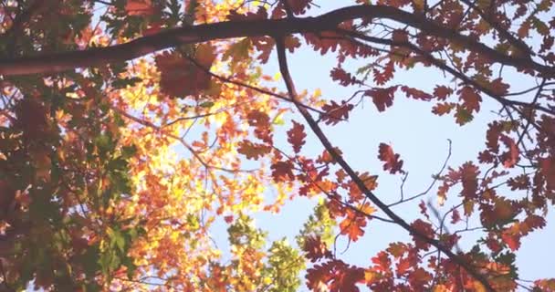 Obloha pohled zblízka na větve stromu, zatímco sluneční paprsky padají přes krásnou podzimní zahradu nebo park displej milionů odstínů červené a oranžové. Izolované video. Prores 422 — Stock video