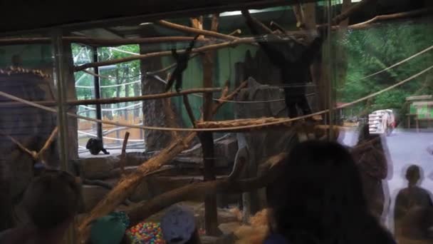 Un grupo de niños pequeños miran a través del vidrio mientras los pequeños chimpancés se divierten en un nuevo y espacioso aviario. Zoológico de Kiev. Junio de 2020. Kiev Ucrania. Filmación con sonido. Prores 422 — Vídeo de stock