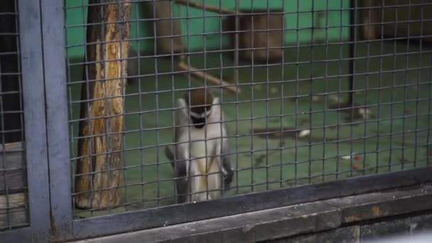 El mono fue a la cerca donde un visitante le lanzó un regalo. Monos en el aviario. Zoológico de Kiev. Kiev Ucrania. Prores 422 — Vídeo de stock