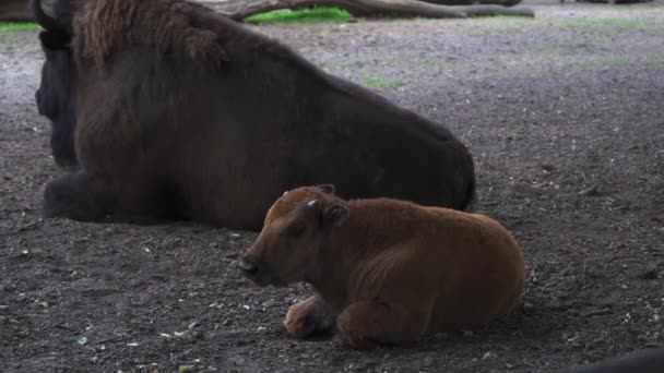 Bisonte madre con un bisonte bambino steso a terra in una voliera. L'ultimo rappresentante dei tori selvatici. Concetto animale della mandria. Lo zoo di Kiev. Kiev Ucraina. Prore 422 — Video Stock