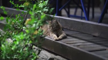 Hayvanat bahçesinin bölgesinde yaşayan bir kedi özgürlüğün tadını çıkarıyor. Kiev hayvanat bahçesi. Kiev, Ukrayna. Seçici odaklanma. Prores 422.