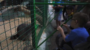 Bebek arabalı küçük bir çocuk kafesteki bir rakuna bakıyor, hangi küçük çocukların onu tedavi ettiği lezzetli sebzeleri çiğniyor. Kiev hayvanat bahçesi. Haziran, 2020. Kiev Ukrayna. Sesli çekim. Prores 422