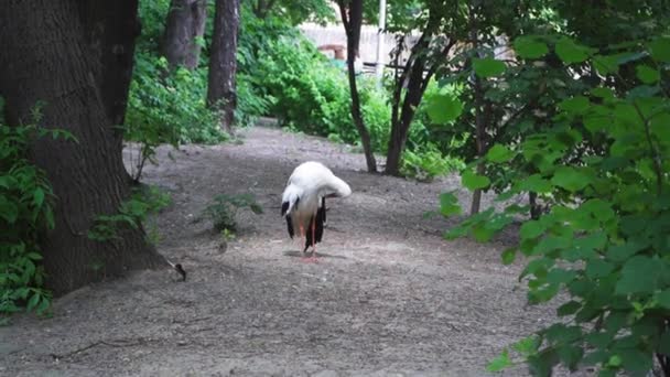 Ooievaar poetst het verenkleed van zijn vleugel terwijl hij in de volière staat. Kiev dierentuin. Kiev Oekraïne. Prores 422 — Stockvideo