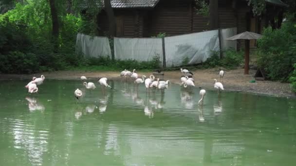 A flock of white flamingos in a living pond in green nature aviary. Group of white Flamingo bird in zoo. Kiev zoo. Kiev Ukraine. Prores 422 — Stock Video