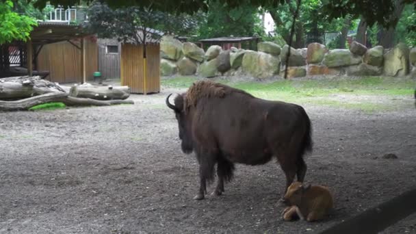 Bison avec un bébé bison couché sur le sol dans une volière. Le dernier représentant des taureaux sauvages. Zoo de Kiev. Kiev Ukraine. Prores 422 — Video