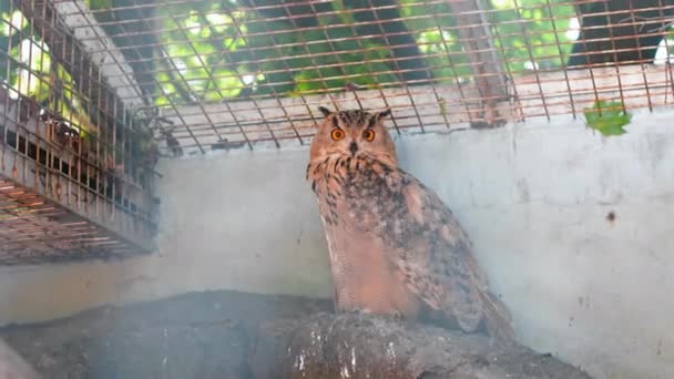 An eagle owl in the zoo enjoys the sun. bird of prey from the family of owls, one of the largest representatives of the order of owls. Kiev zoo. Kiev, Ukraine. Prores 422 — Stock Video