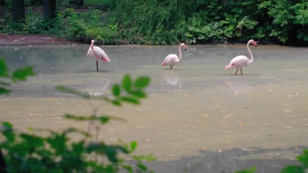 Yeşil doğa kuşhanesinde canlı bir gölette yaşayan pembe flamingo sürüsü. Hayvanat bahçesinde bir grup beyaz Flamingo kuşu. Kiev hayvanat bahçesi. Kiev Ukrayna. Prores 422 — Stok video