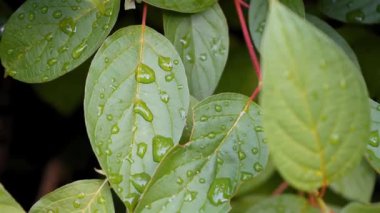 Yağmurlu havadan sonra yağmur damlalarıyla yaban üzüm yaprakları. Antenleri ve yapışkan mercimekleri olan sarmaşık ya da odunsu bir sarmaşık. Doğa konsepti. Prores 422