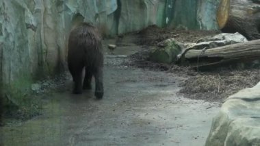Islak kahverengi ayı kayalık duvarın yanındaki kuş kafesinde yürüyor. Koruyucu camdan bak. Kiev hayvanat bahçesi. Kiev, Ukrayna. Prores 422
