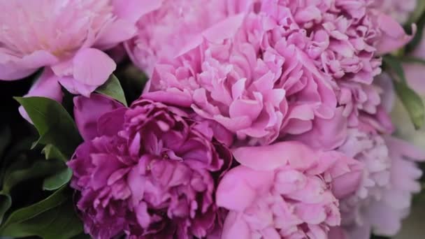 Les chrysanthèmes en fleurs dans les différentes nuances de bouquet violet recueilli. sont originaires d'Asie de l'Est et d'Europe du Nord-Est. Prores 422 — Video