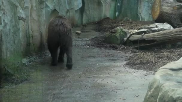 湿った茶色のクマが岩場の壁によって空を歩いていきます。保護ガラスを通して表示します。キエフ動物園。キエフ、ウクライナ。第四百二十二条 — ストック動画