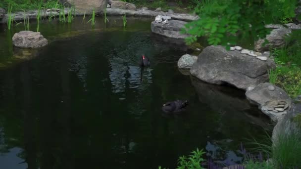 Deux cygnes noirs nagent dans le petit étang avec de l'eau verte tout en cherchant de la nourriture. Zoo de Kiev. Prores 422 — Video