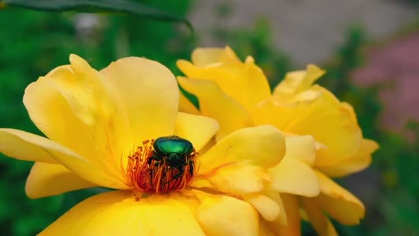 Rózsa chafer bogár a sárga rózsa virág fejét. Sok faj napi és látogasson el a virágok pollen és nektár, vagy böngészni a szirmok. Vadvilág-koncepció. Gyümölcsfélék — Stock videók