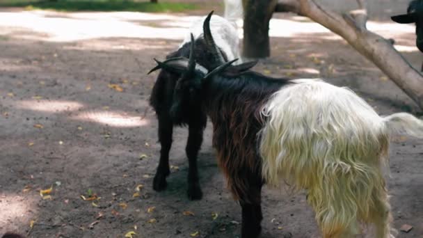 Twee rammen, jong en oud, krabben elkaar rug en nek in een kraal in een Kiev dierentuin. Prores 422 — Stockvideo