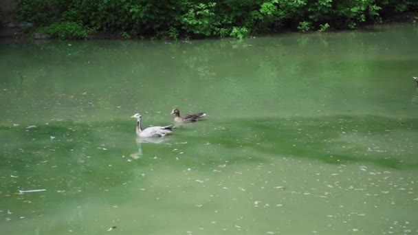 Zwei Erpel schwimmen im grünen Wasser eines Teiches im Kiewer Zoo. Prores 422 — Stockvideo