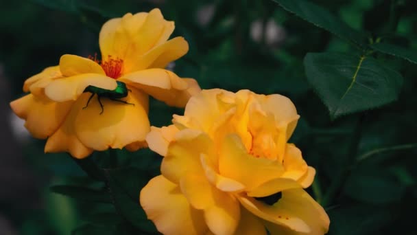 Цветочный шафер или розовый шафер на головке цветка желтой розы. Многие виды дневные и посещают цветы для пыльцы и нектара, или для просмотра лепестков. концепция дикой природы. Прорес 422 — стоковое видео