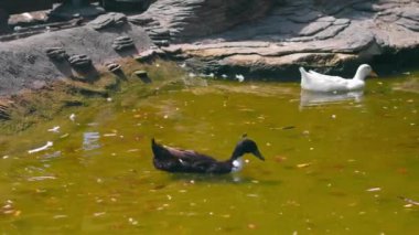 Mallard ve ördek, yiyecek ararken yeşil suyla birlikte gölette yüzüyorlar. Kiev hayvanat bahçesi. Prores 422