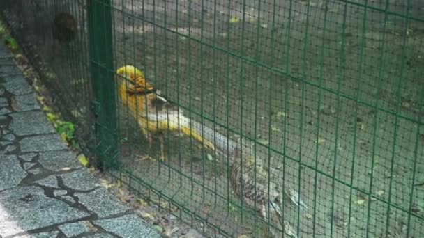 Faisanes multicolores de color amarillo y gris caminan a lo largo del aviario hasta el zoológico de Kiev. Prores 422 — Vídeo de stock