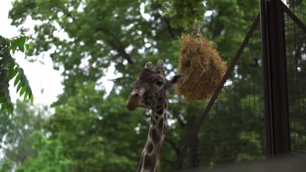 Молодой жираф в птичнике протягивает шею, чтобы добраться до кормушки, которая висит на дереве. Киевский зоопарк. Прорес 422 — стоковое видео