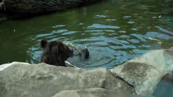 Brown orso rosicchia ramo mentre in un piccolo stagno in una voliera. Vista attraverso il vetro protettivo. Lo zoo di Kiev. Kiev, Ucraina. Prore 422 — Video Stock