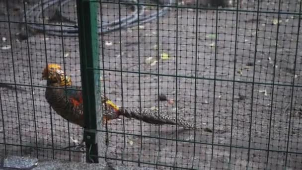 Los faisanes multicolores caminan a lo largo del aviario hasta el zoológico de Kiev. Prores 422 — Vídeo de stock