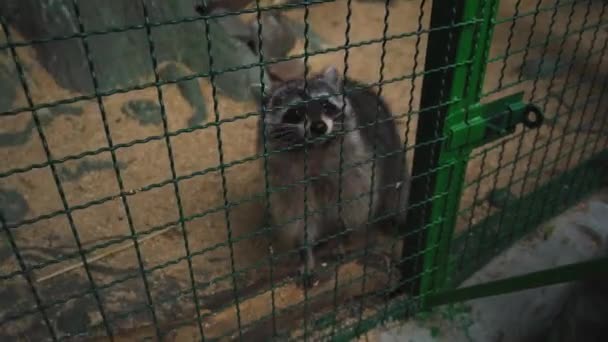 在动物园的笼子里放浣熊.圈养动物的艰苦生活。美丽而厚脸皮的美国浣熊在国家公园里 — 图库视频影像