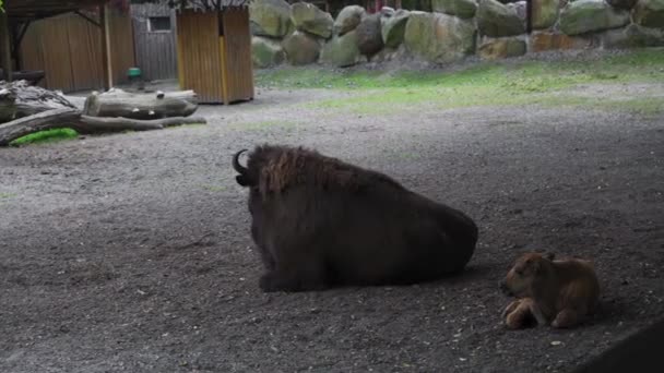 Två bisonoxar liggande på marken i ett zoo. Buffel fotograferad i en djurpark — Stockvideo