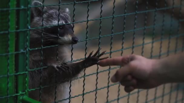 El hombre tiene la mano de mapache en el zoológico. Vida dura de los animales en cautiverio. Hermoso mapache americano descarado en el parque nacional — Vídeo de stock