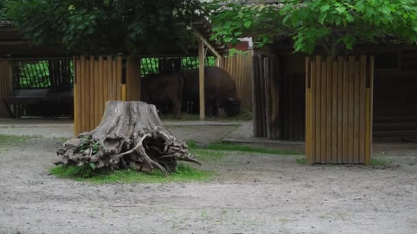 Two big european bison eating grass in the zoo, a side view — Stock Video