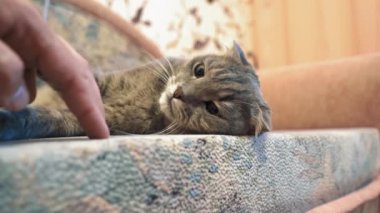 Sahibi kanepede kediyle oynuyor. Pet kanepede yatıyor. Adam parmaklarıyla kedi yavrusuna sataşıyor. Kedi patisiyle sahibinin eline dokunur. Yüksek kalite 4k görüntü