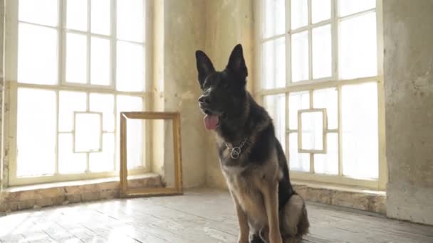 狗在等房子的主人。德国牧羊犬坐在木制地板上.领子上的狗高质量的4k镜头 — 图库视频影像