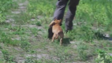 Köpek adamın peşinden koşar. Yavru köpek sahada sahibini yakalıyor. Bir adam bir köpek yavrusuyla oynuyor. Yüksek kaliteli FullHD görüntüler