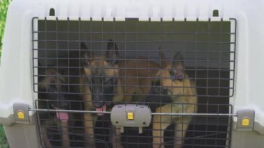 Malinois yavruları taşıyıcı kafeste otururlar. Parmaklıklar ardında üç köpek. Yüksek kalite 4k görüntü