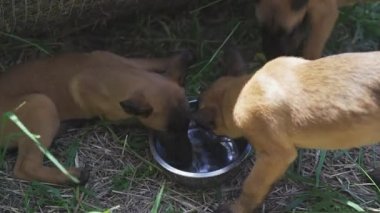 Belçika Malinois 'in aktif yavruları bir kaseden su içer ve etrafında koşarlar. Çimlerin üzerinde dört yavru köpek. Yüksek kalite 4k görüntü