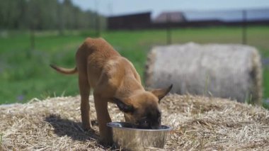 Köpek samanlıktaki metal bir kaseden su içer. Yavru köpek sahada. Belçika çobanı Malinois. Yüksek kalite 4k görüntü