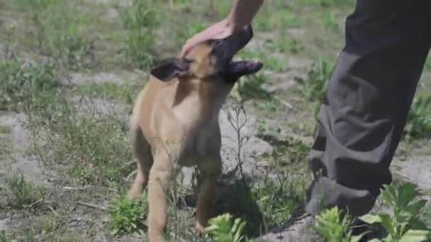 El hombre acaricia a un cachorro de frambuesa. Pastor belga junto al propietario en el campo. Imágenes FullHD de alta calidad — Vídeos de Stock