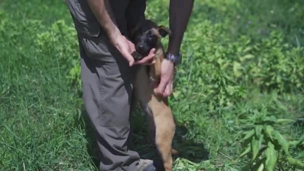 Deux chiots s'agitent dans une clairière. Les chiens jouent ensemble. Chiots du Berger Belge. Images 4k de haute qualité — Video