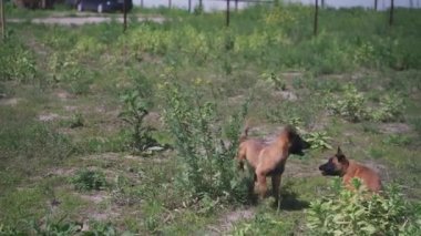İki köpek yavrusu açık alanda oynaşıyor. Köpekler birlikte oynar. Belçika Çoban Köpekleri. Yüksek kalite 4k görüntü