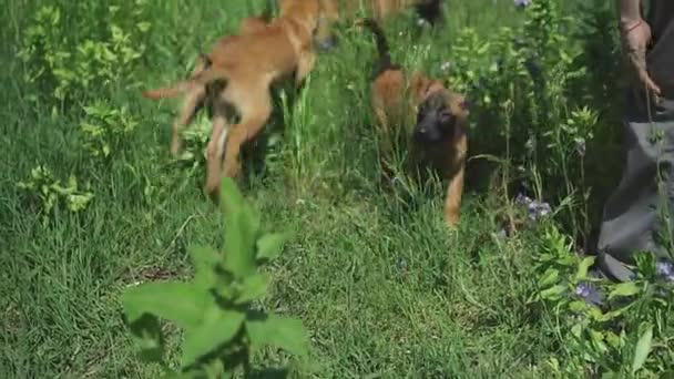 Flock av fårhundar valpar leker tillsammans på gräset. Fyra fårhundar springer och hoppar på planen. Högkvalitativ 4k-film — Stockvideo