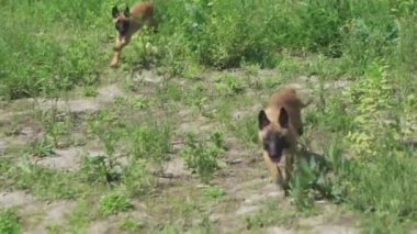 İki Belçikalı çoban sahada eğleniyor. Çimlerin üzerinde koşuyorlar. Ağır çekim. Yüksek kaliteli FullHD görüntüler