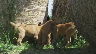 Belçika 'nın üç yavrusu saman yığınlarının yanında top için savaşıyor. Doğada oynayan köpekler. Yüksek kalite 4k görüntü