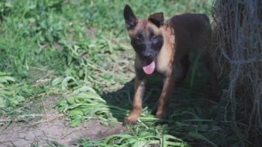 Aktif Yavru Belçikalı Çoban Malinois sahada. Dilini dışarı çıkararak yüzünü çevirir ve pençesinden pençesine geçer. Yüksek kalite 4k görüntü