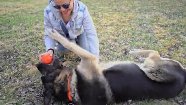 Власник подряпає собаку, що лежить на траві, дівчина грає з собакою. Вівчарка лежить навколо з м'ячем у роті. Високоякісні 4k кадри — стокове відео