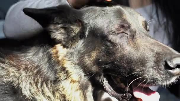 As mãos das mulheres acariciam um grande cão preto. O cão pastor enfia a língua para fora. Close-up. Imagens 4k de alta qualidade — Vídeo de Stock